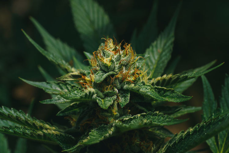 Close-up of marihuana plant growing outdoors