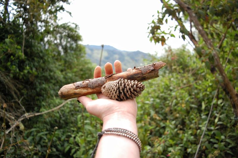 Close-up of hand holding branch in south america's jungle
