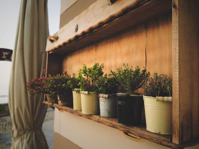 Potted plants in greenhouse