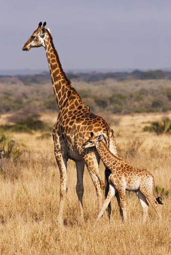 A baby giraffe calf with its mother seen on safari on a south african savanna.