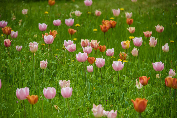 Close-up of fresh pink flowers in field