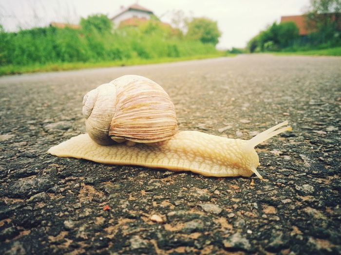 Snail on street