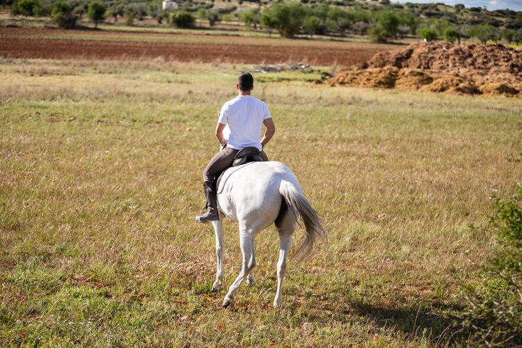 Rear view of man riding horse on field