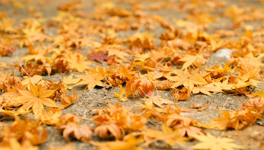 Close-up of fallen maple leaves on field