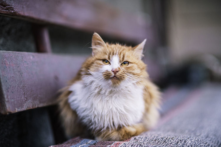 Close-up of a cat, staying on a bench, at countryside, in bobâlna, cluj county, romania