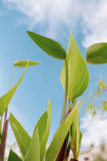 Close-up of fresh green leaves against sky