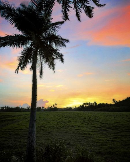 Silhouette palm trees on field against sky at sunset