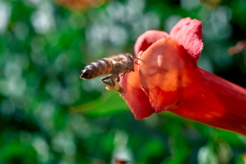 Honey bee flies by the red tekoma flower, photo color