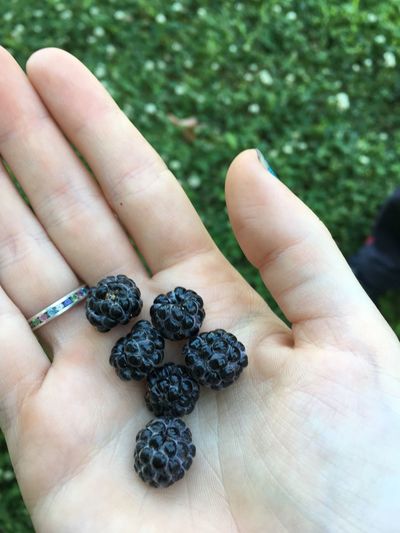 Close-up of hand holding blackberry fruits