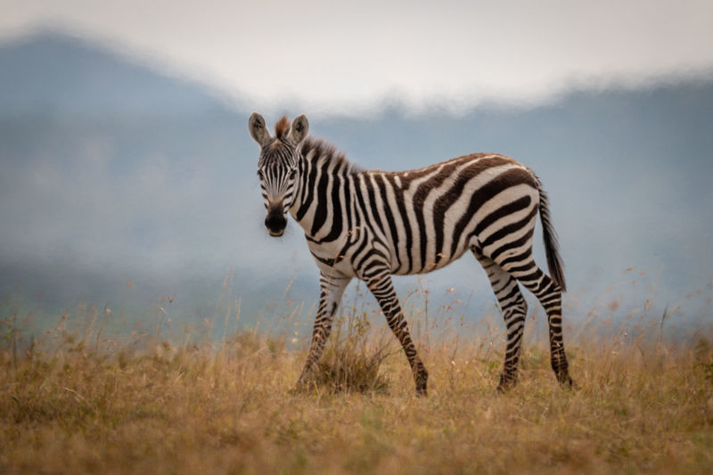 Plains zebra foal walks in long grass