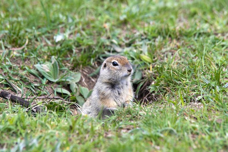 Ground squirrel on a field close up