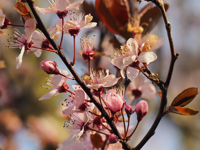 Close-up of pink cherry blossoms in spring
