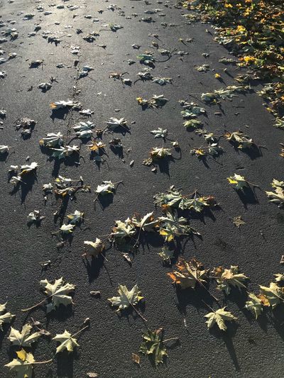 High angle view of maple leaves fallen on tree