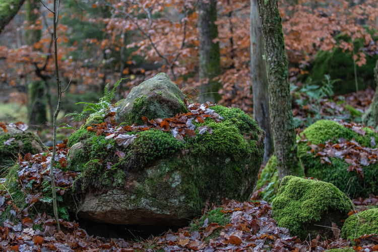 Moss covered rocks in forest