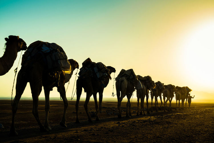 Camel train against sky during sunset