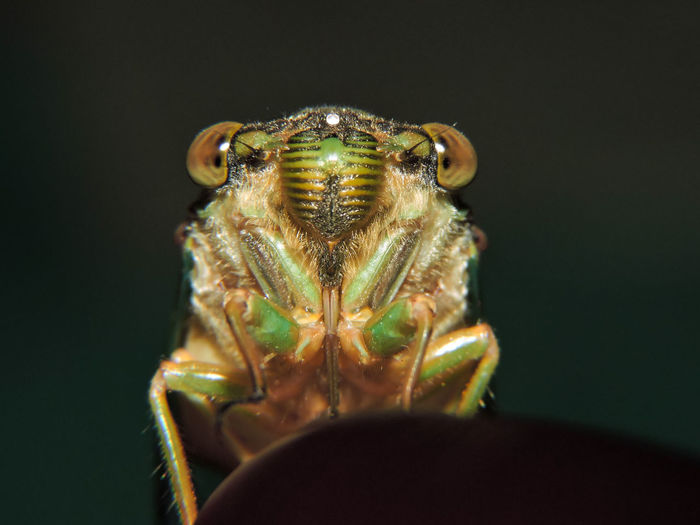 Close-up of cicada on wood