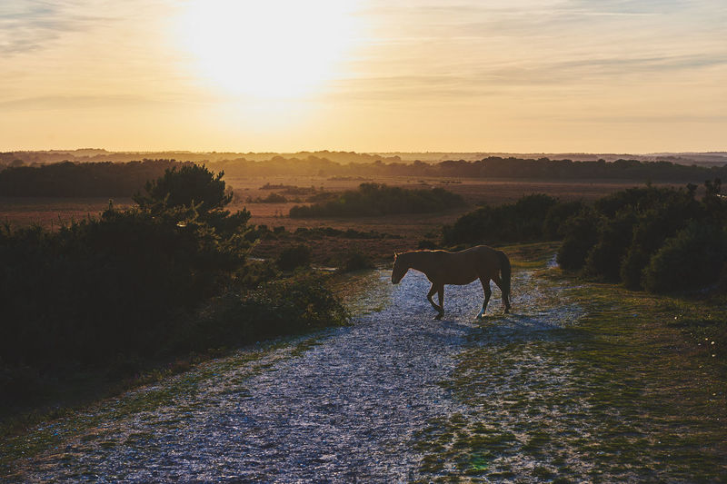 Scenic view of sunset