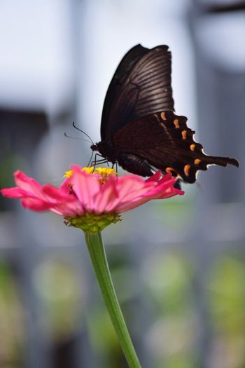 Close-up of butterfly pollinating on pink zinnia at park