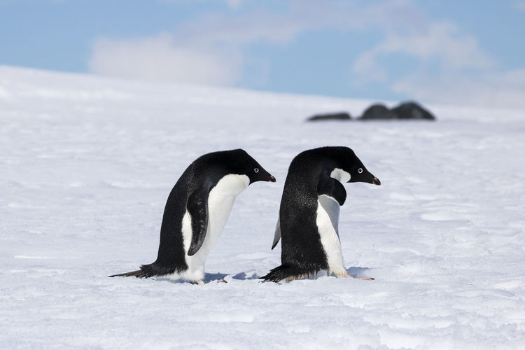 Two adelie penguins following each other at mikkelson harbour, antarctica.