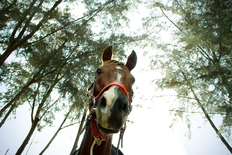 Low angle view of horse against trees