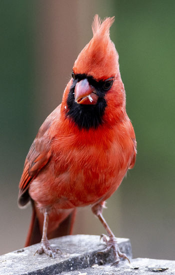 Male northern cardinal on the backyard deck