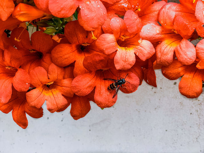Close-up of orange flowers on plant