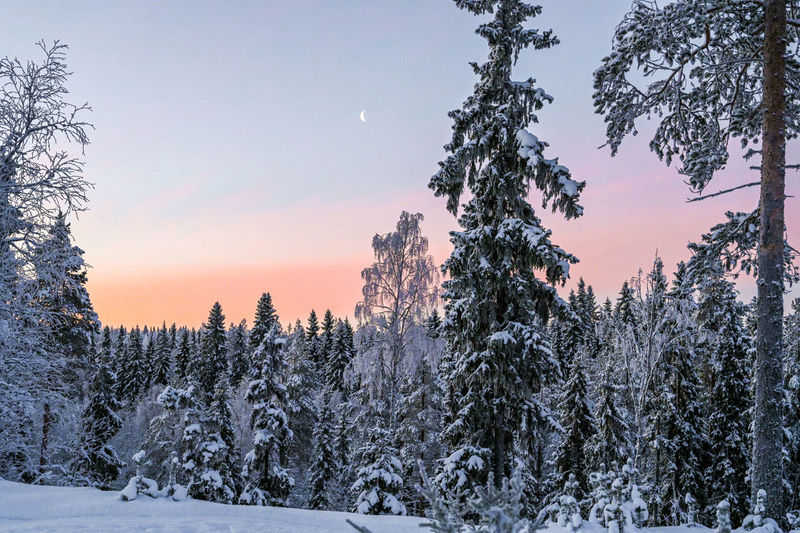 Snow covered pine trees in forest against sky during sunset