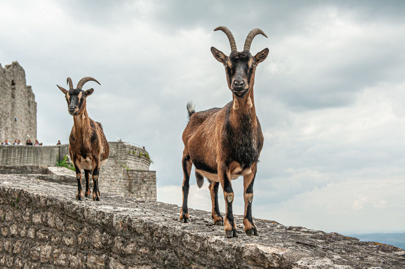 Two goats standing on a wall on castle hohenneuffen