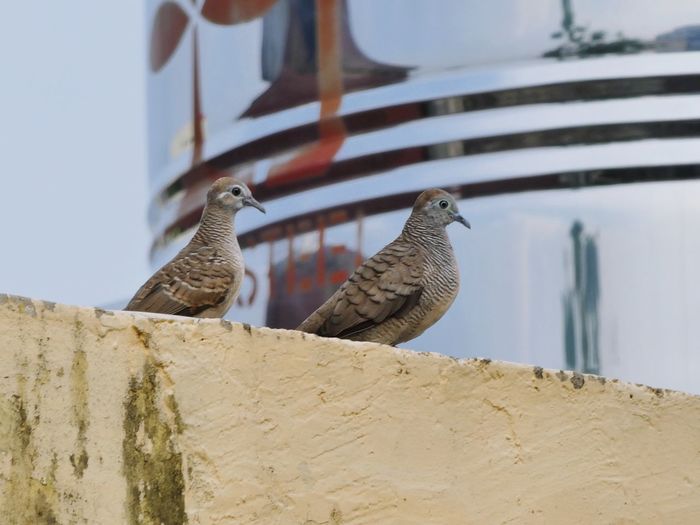 Birds perching on retaining wall