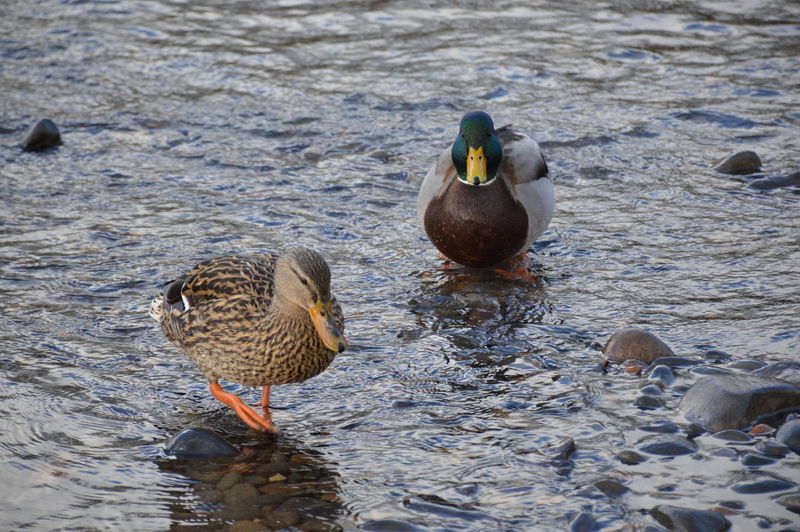 Mallard duck swimming in lake