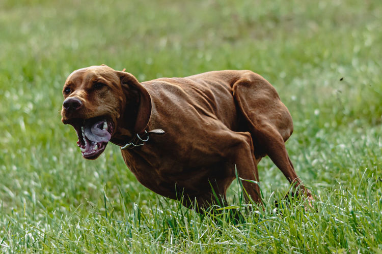 Dog running in green field and chasing lure at full speed on coursing competition straight on camera