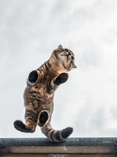 Cat looking away against sky