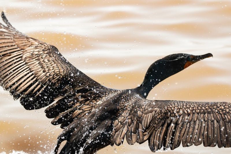 Close-up of cormorant flying over beach