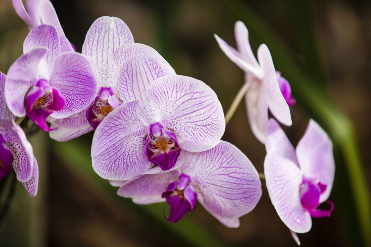 Close up of one of the beautiful colombian orchids