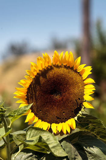 Close-up of sunflower blooming on field against sky