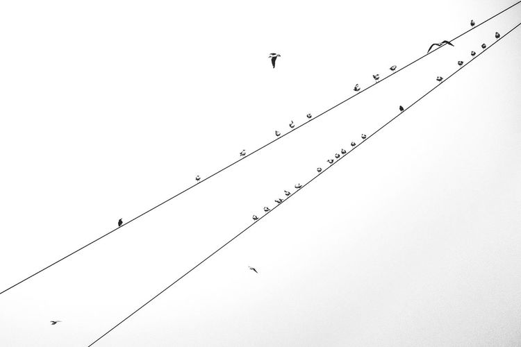 Low angle view of birds flying in sky