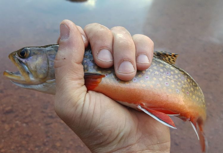 Cropped image of man holding brook trout by lake