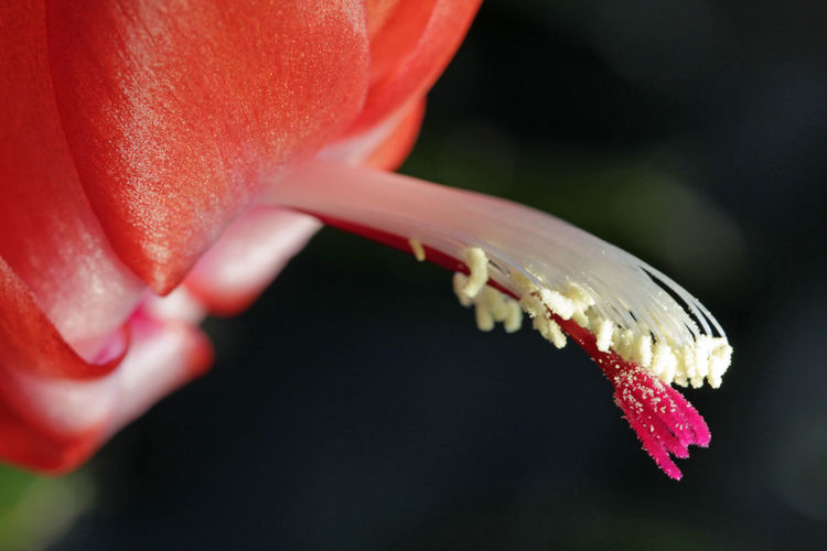 Close-up of red schlumbergera flower