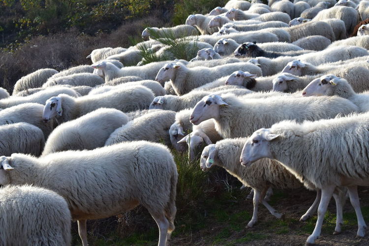 Sheep in a farm