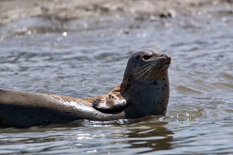 Seal swimming in sea