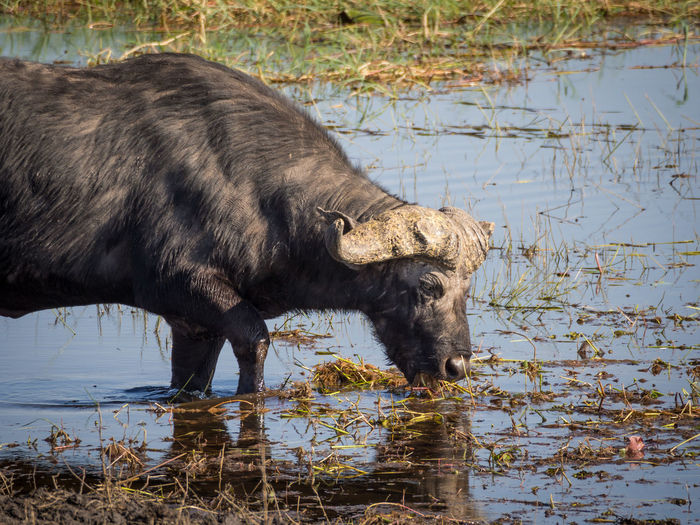 Side view of water buffalo drinking water in river, chobe national park, botswana