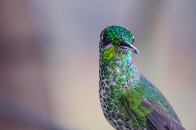 Close-up of hummingbird