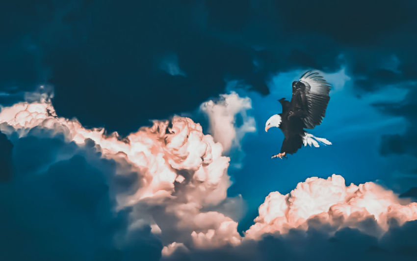 Bird flying over sea against sky