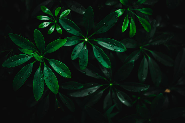 Close-up of wet leaves at night