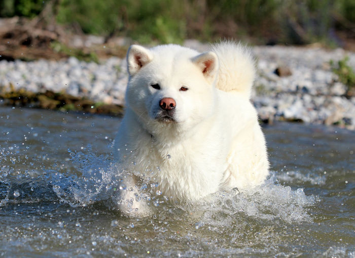 White dog in water