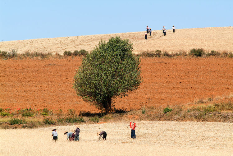 People working on field against clear sky