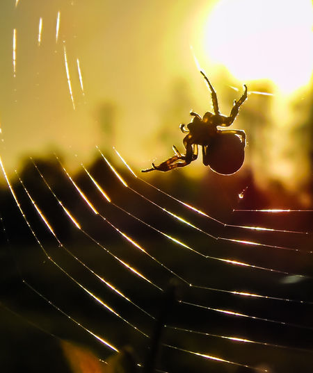 Close-up of spider on web