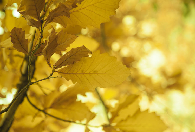 Close-up of yellow tree during autumn