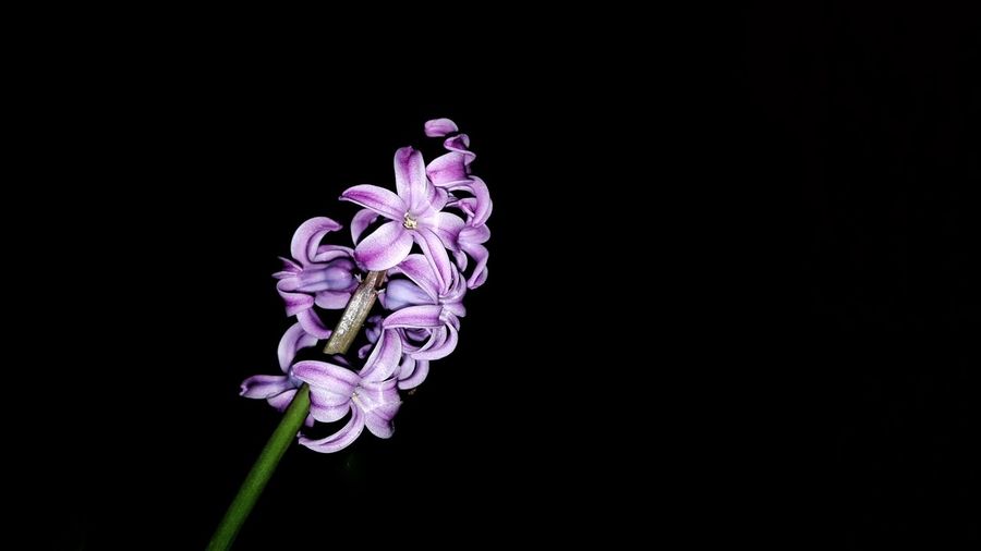 Close-up of purple orchid against black background