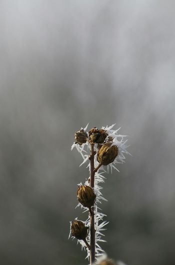 Close-up of plant against sky